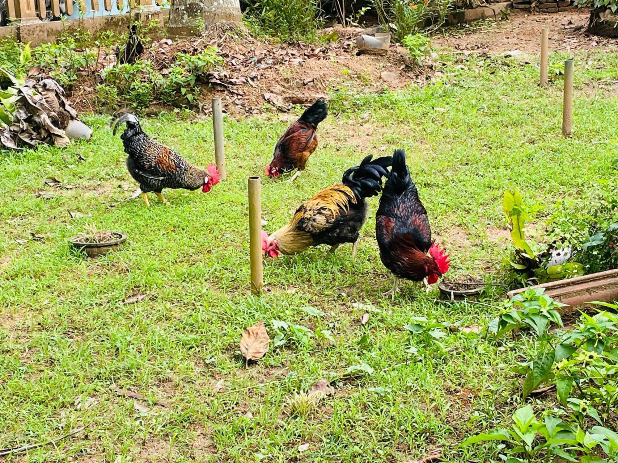 Unique Villa Kandy Exteriör bild